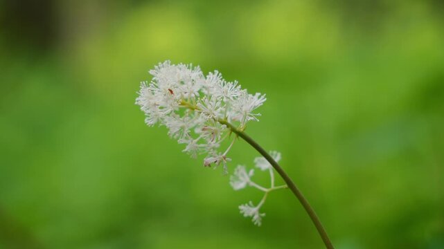 White baneberry flower clusters blooming in a forest with green background