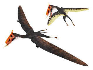 Flugsaurier Dsungaripterus, Freisteller © Michael Rosskothen