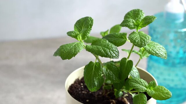 Mint plant in pot rotate on surface next to blue bottle.