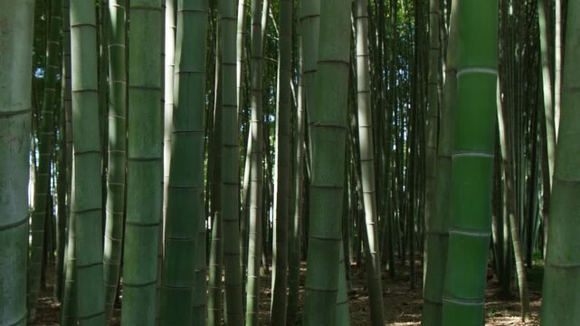 Bamboo grove with tall stems in sunlight