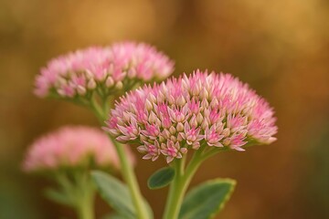 Fototapeta premium Beautiful pink sedum flower buds blooming in autumn garden with warm bokeh background