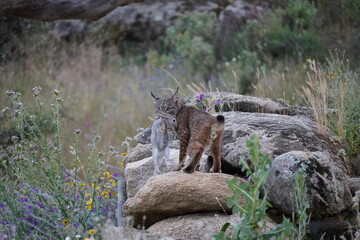 lynx with prey in the wild © Uli