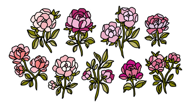 Collection of colorful hand drawn botanical rose and peony garden floral clipart illustration elements for decoration, prints, beauty products, branding, feminine logo