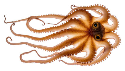 Brown octopus with visible suckers and large eyes, isolated on transparent background © Johnson