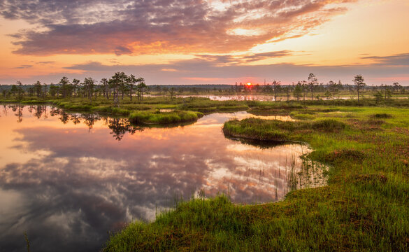 View of sunset clouds reflected in the bog, Estonia, Summer.