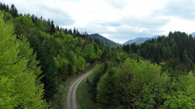 Aerial Drone Video Flying Forward Along Winding Forest Road Through Lush Spring Mountain Forest
