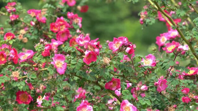 Charming nature video of pink wild rose flowers blooming in a garden while pollinating insects move between blossoms. Soft background blur