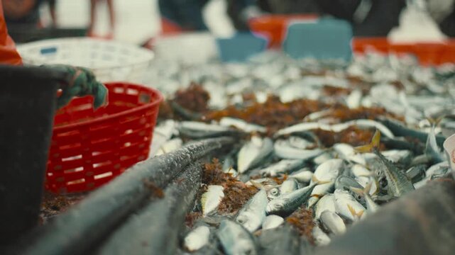 Fisherman sorting freshly caught fish catch