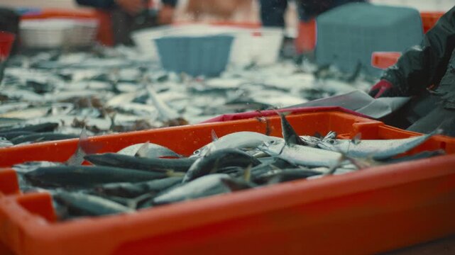 Fishermen sorting a large fresh catch of mackerel on the boat deck