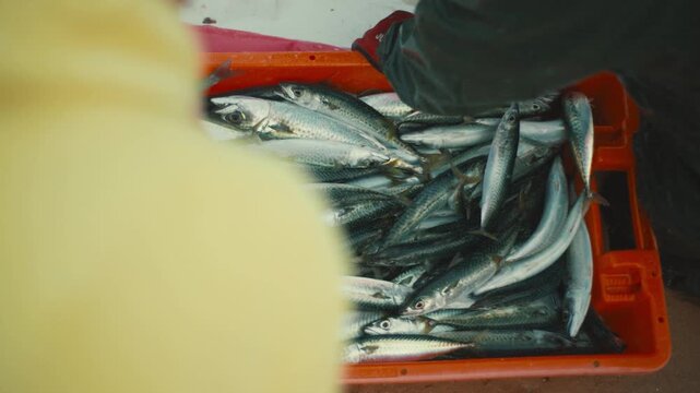 Freshly caught mackerel fish in crate