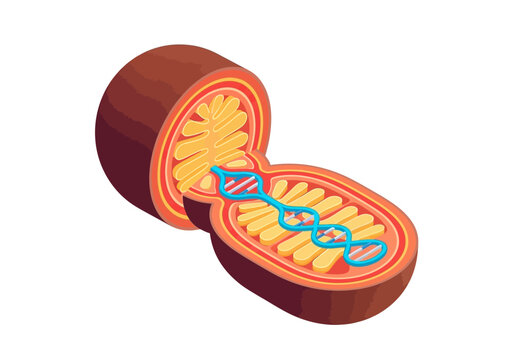 Isometric Mitochondrion Anatomy Illustration: Cross-Section Showing Cristae and Mitochondrial DNA mtDNA Helix in Cell Organelle