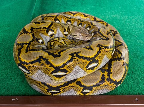 A close-up view of a Reticulated Python (Malayopython reticulatus), showcasing its distinctive batik-like pattern and intricate scales. This impressive snake is one of the world's longest reptiles and