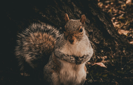 Primer plano de una simp&aacute;tica ardilla gris oriental, Sciurus carolinensis. Peque&ntilde;o roedor al pie de un roble en oto&ntilde;o, en las afueras de Nueva York, EE. UU., noviembre de 2019.