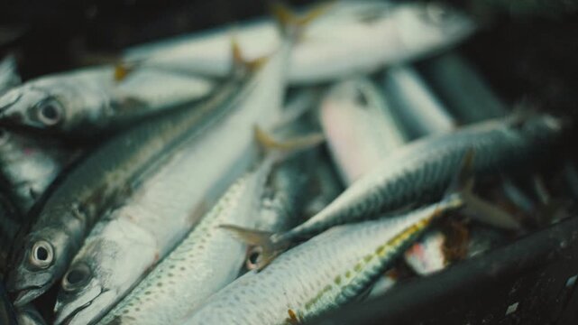 Freshly caught mackerel fish in a crate