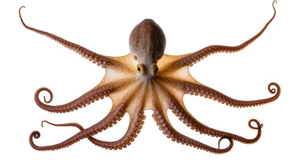 Brown octopus with eight tentacles spread out, isolated on transparent background © Johnson