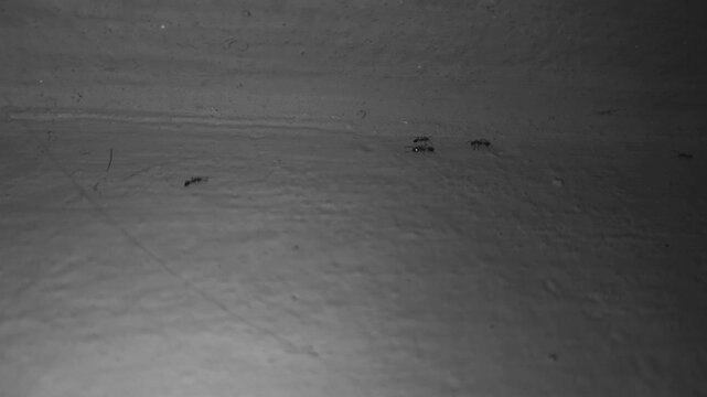 Small black ants crawling on a textured grey wall surface black and white video