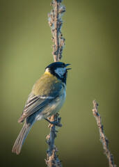 Singing tit © Vivien
