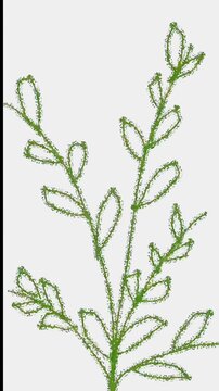Vertical Video Backgrounds featuring Abstract Green Botanical Leaves Animation of Hand Drawn Branch of a tree