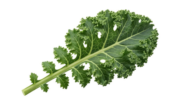 Vector illustration of fresh green kale leaf on a transparent background
