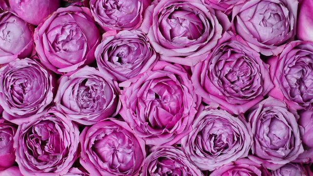 Romantic Pink Roses Turning On Platform Luxury Flower Video. Soft Pink Rose Petals Moving On Rotating Display Background. Elegant Pink Garden Roses Rotation Close Up Floral Vertical Footage