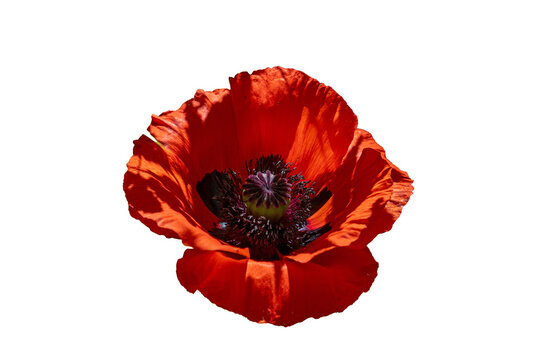 Da klatscht der Mohn. Mohnbl&uuml;te freigestellt