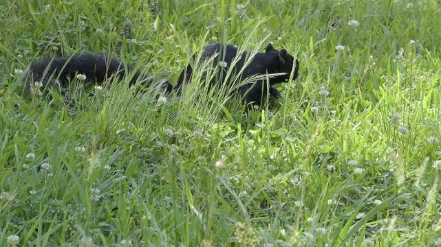 Black Fox Squirrel Searches for Food in North Carolina Field
