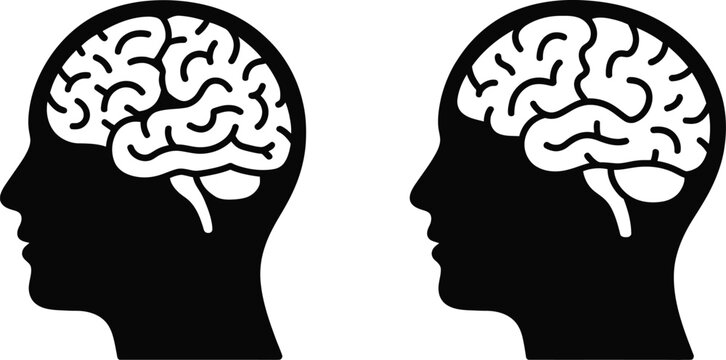 brain anatomy infographic showing cortex cerebellum and brainstem