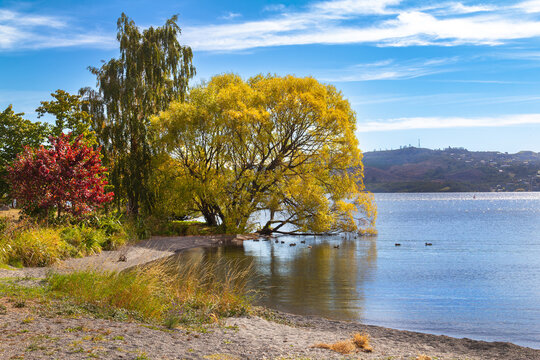 Autumn trees, Wharewaka Point, Lake Taupō, New Zealand. Willow drooping into water. Tranquil lakeside scene. Acacia Bay in distance.