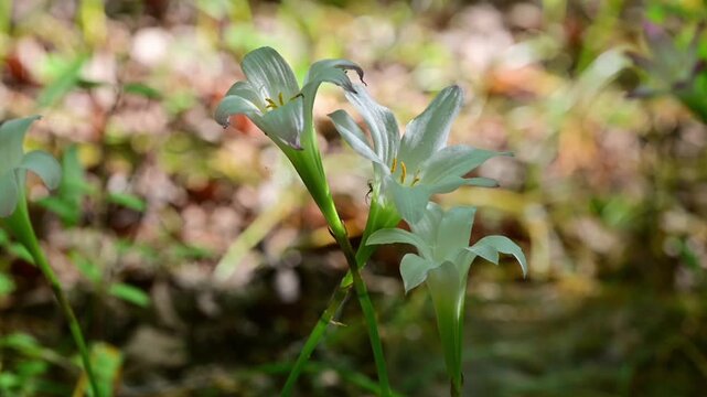 Spring Wildflowers Bloom in North Carolina Woods