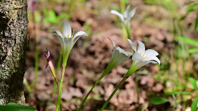 Wild spring lilies blooming in North Carolina woods