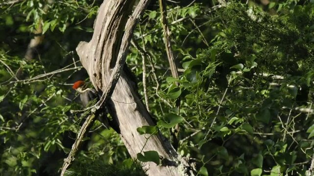Pileated Woodpecker perched on a dead tree in North Carolina woods
