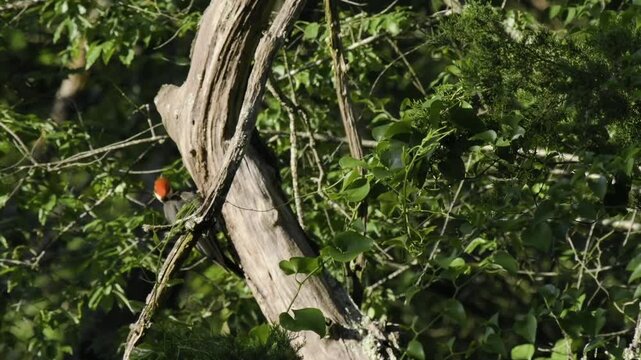 Pileated Woodpecker calling on dead tree in North Carolina woods