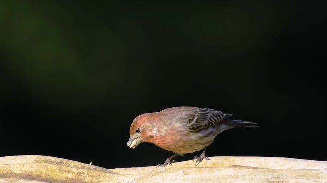 House Finch foraging on Cedar log in North Carolina woods