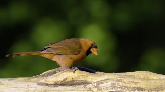 Male Cardinal foraging on Cedar log in North Carolina woods
