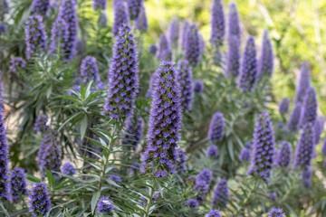 Fototapeta premium Echium candicans Pride of Madeira in full bloom landscape