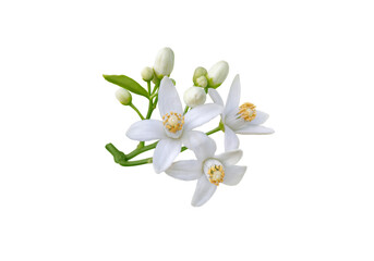 Fototapeta premium Orange blossom branch with flowers, buds and leaves isolated transparent png