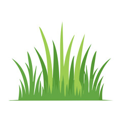 Fototapeta premium Green grass illustration