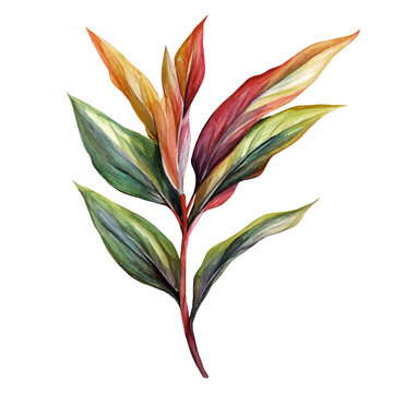 watercolor graphic of Phormium Branch, isolated on a white background.