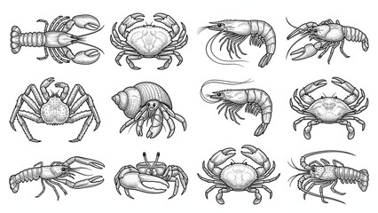 Fototapeta premium Hand Drawn Seafood Crustaceans and Shellfish Engraving Vector Set