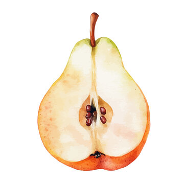 Pear Slice, vibrant watercolor vector illustration with flowing and detailed brush strokes, isolated on a white background.
