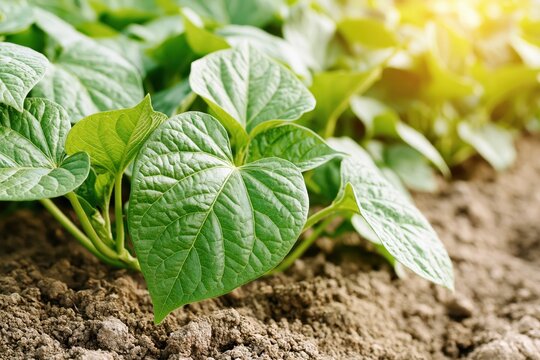Vibrant green bean sprouts growing in fertile soil under warm, bright sunlight, symbolizing growth and agriculture.