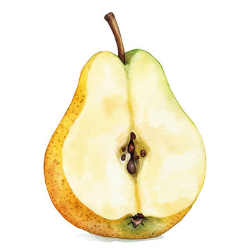 Pear Slice, vibrant watercolor vector illustration with flowing and detailed brush strokes, isolated on a white background.