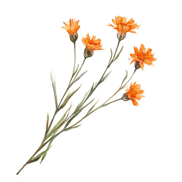 watercolor graphic of Orange Hawkweed Branch, isolated on a white background.