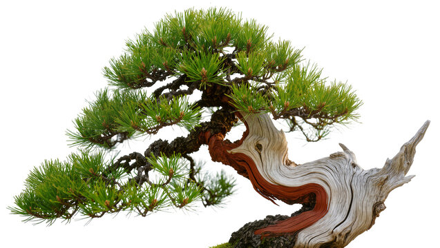 Twisted pine bonsai tree with vibrant green needles, isolated on transparent background