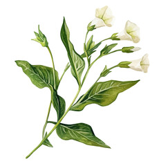 Nicotiana Branch, high quality watercolor illustration with transparent textures, isolated on a white background. © soltrex
