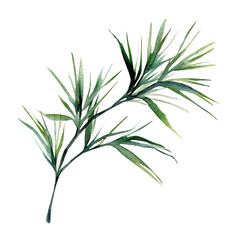 Fototapeta premium Mondo Grass Branch, high quality watercolor illustration with transparent textures, isolated on a white background.