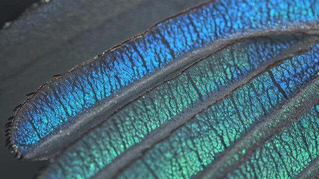 Ultra detailed microscopic view of butterfly wing scales with chitin structure producing iridescent structural color in cinematic macro lighting