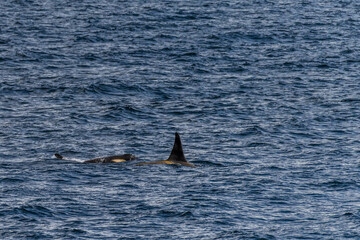 Fototapeta premium Close-up of a killer whale, Orcinus orca, swimming in the waters of the Antarctic peninsula, near Anvers Island.