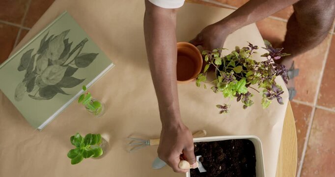 Top view of person potting basil plant into terracotta pot