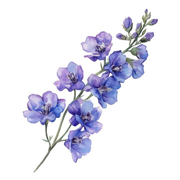 Larkspur Branch, vibrant watercolor vector illustration with flowing and detailed brush strokes, isolated on a white background.